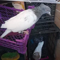 کبوتر|پرنده|مشهد, انقلاب|دیوار