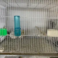 حیوانات|پرنده|تربت جام, المهدی|دیوار