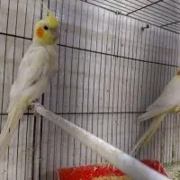 یه جفت عروس هلندی لوتینو|پرنده|خرمشهر, |دیوار