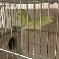 یک جفت مرغ عشق بالغ و کارداده بایک تخم