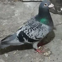 سلام دوستان کفتر پولکی ما دهن به جوجه گم شده
