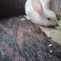 بچه خرگوش خوشگل