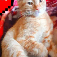 گربه نر ۲ ماهه