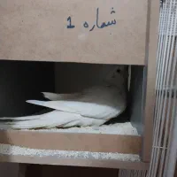عروس هلندی آلبینو مولد،سهره قناری