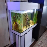 آکواریوم شرکتی|ماهی|صومعهسرا, |دیوار