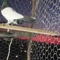 کله دم قلدور