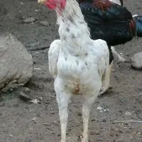 خروس لاری با کیفیت|حیوانات مزرعه|فاضل آباد, |دیوار