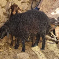 نر بره
