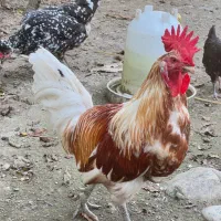 مرغ و خروس گلین