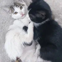 واگذاری گربه نر و ماده بصورت جفتی