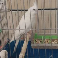 جفت عروس هلندی|پرنده|خمینی‌شهر, |دیوار