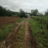 مرغداری ۲۰۰۰قطعه ای با مجوز|فروش دفتر صنعتی، کشاورزی، تجاری|لاهیجان, کوی آزادگان|دیوار