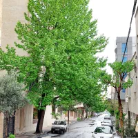 ۳۰۰ متر دونبش بالای جلال|فروش زمین و ملک کلنگی|تهران, امیرآباد|دیوار