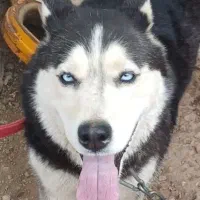 سگ ماده