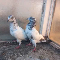 کبوتر پاکستانی و سبز انگلیسی