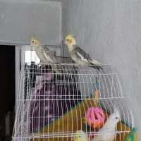 عروس پاریس