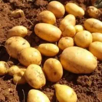 سیب زمینی سانتا