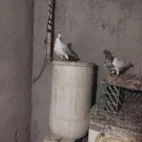 کفتر|پرنده|سهند, |دیوار