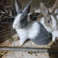 خرگوش|موش و خرگوش|لوشان, |دیوار