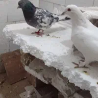 کفتر پرشی|پرنده|شیروان (خراسان), |دیوار