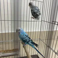 مرغ عشق جفت|پرنده|تهران, هلال احمر|دیوار