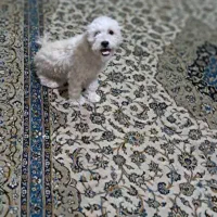 واگذاری رایگان