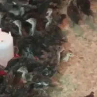 جوجه بوقلمون برنز سینه پهن و بیوتی