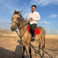 اسب سمند ترکمن|اسب و تجهیزات اسبسواری|مرند, |دیوار