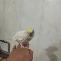 عروس هلندی|پرنده|مرند, |دیوار