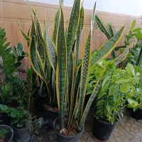 گل آپارتمانی با نازلترین قیمت|گل و گیاه طبیعی|بیرجند, |دیوار