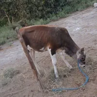 گوساله نر
