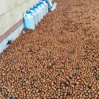 فروش ۵۰۰ کیلو گردو خشک