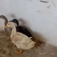 اردک