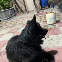 ژرمن شولاین مو بلند|سگ|تهران, بهار|دیوار