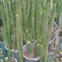 گل طبیعی|گل و گیاه طبیعی|ماهدشت, |دیوار