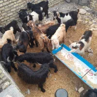 بزغاله نر|حیوانات مزرعه|پلدختر, |دیوار