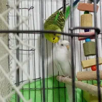 مرغ عشق دو جفت|پرنده|چاراویماق, |دیوار