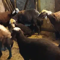 گوسفند|حیوانات مزرعه|بروجرد, |دیوار