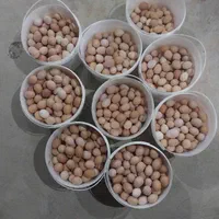تخم مرغ محلی