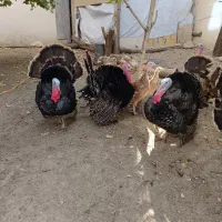 بوقلمون سنگین|حیوانات مزرعه|جاجرود, |دیوار