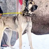 واگذاری سگ سرابی اصل