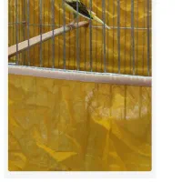 نر ابلغ معاوضه با نر سبز یا سفید یک تیغ|پرنده|اصفهان, سنجوانمره|دیوار