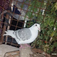 فروش  دو عدد تهرانی