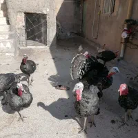 بقلم جوان سالم|حیوانات مزرعه|هرسین, |دیوار