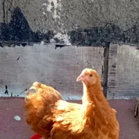 مرغ خروس