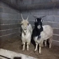 2عددبزغاله نر جلو رو