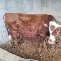 یک راس گوساله ...