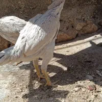 مرغ لاری طوسی|حیوانات مزرعه|تهران, حسنآباد|دیوار
