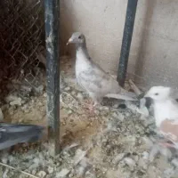 کبوتر معاوضه با چاقو و...|پرنده|فولادشهر, B7|دیوار