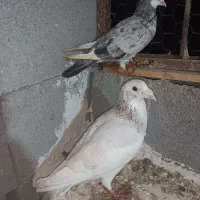 نروماده سرور درجه یک